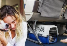 السفر مع الحيوان الأليف