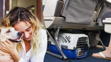 السفر مع الحيوان الأليف