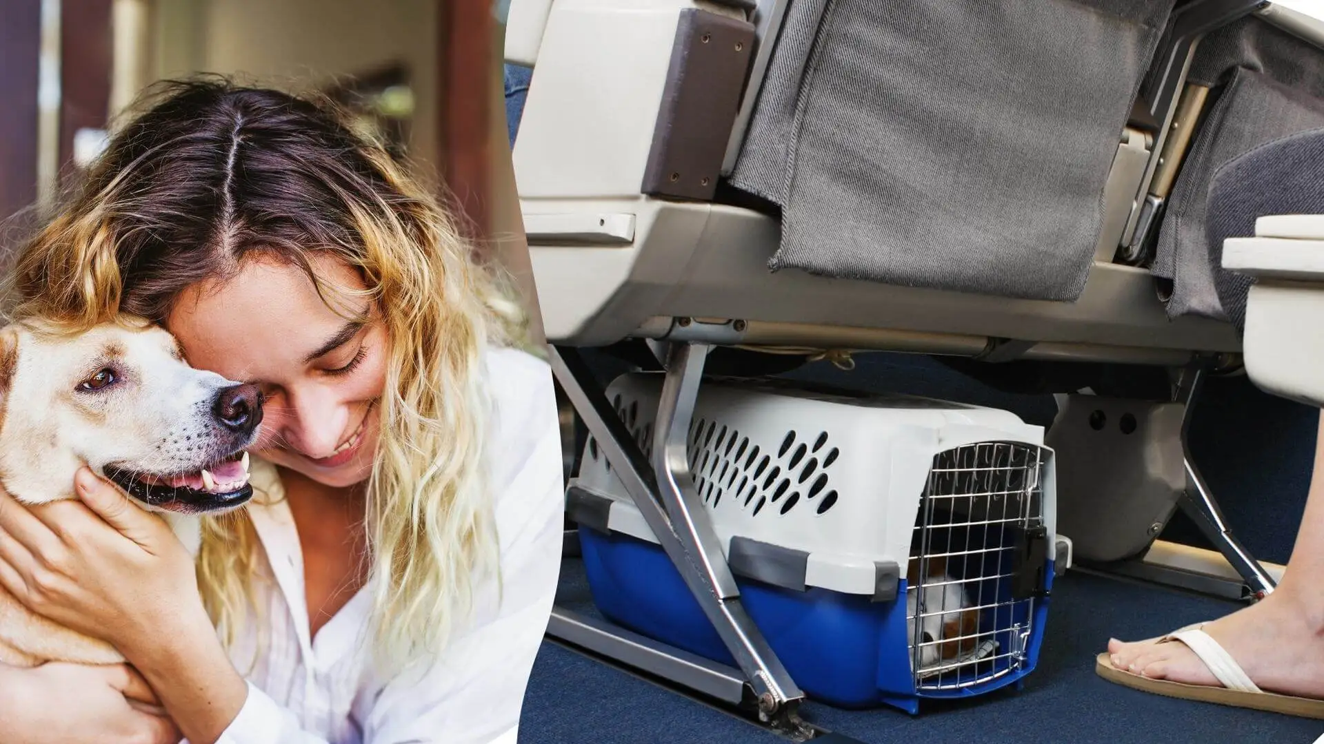 السفر مع الحيوان الأليف